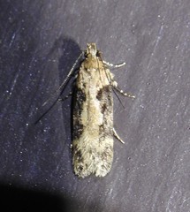 Chionodes mediofuscella