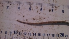 Syngnathus louisianae