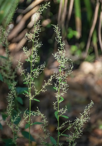 Iresine diffusa observed 2026-10-21