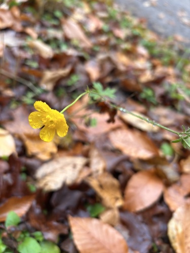 meadow buttercup photograph by the iNaturalist community