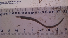 Syngnathus louisianae