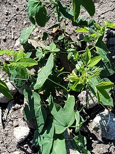 Passiflora subpeltata observed 2026-10-20