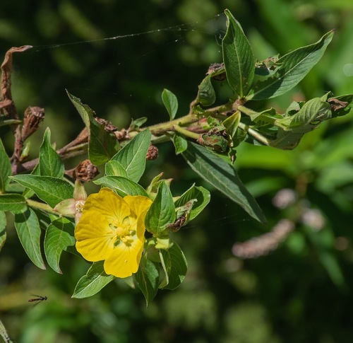 Ludwigia peruviana observed 2026-10-21