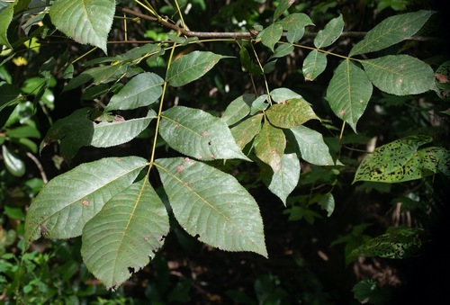Carya glabra, 2026-10-21