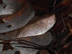 Bothrops oligobalius