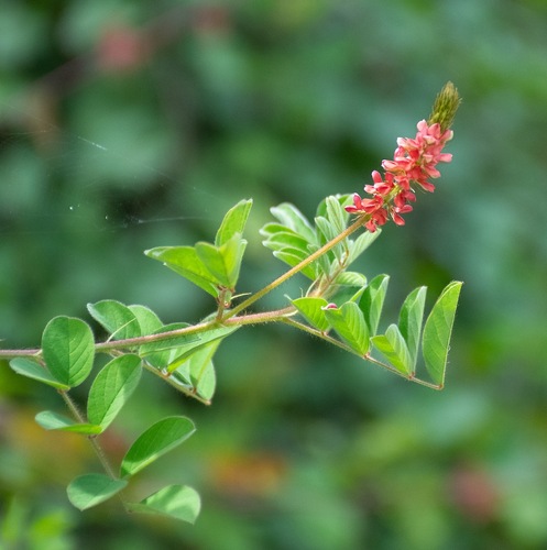 Indigofera hirsuta observed 2026-10-21