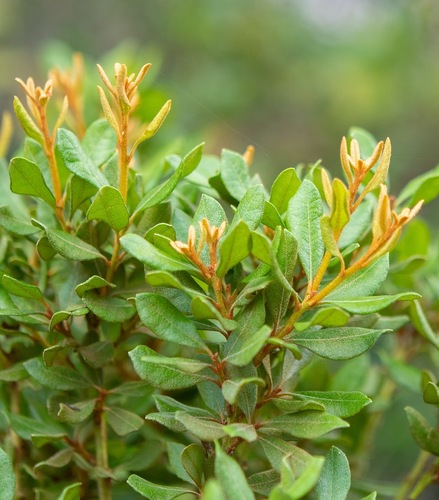 Lyonia ferruginea, 2026-10-21
