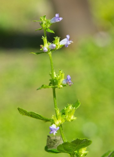 Cantinoa mutabilis observed 2026-10-21