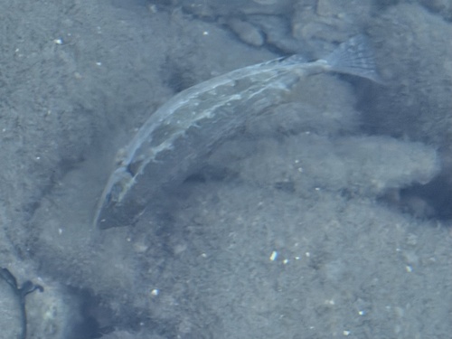 Siganus luridus observed 2026-10-22