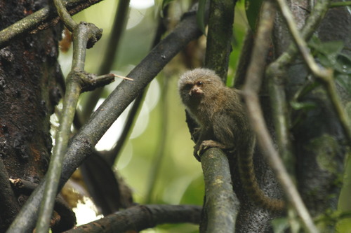 Western Pygmy Marmoset