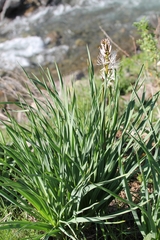 Asphodelus albus