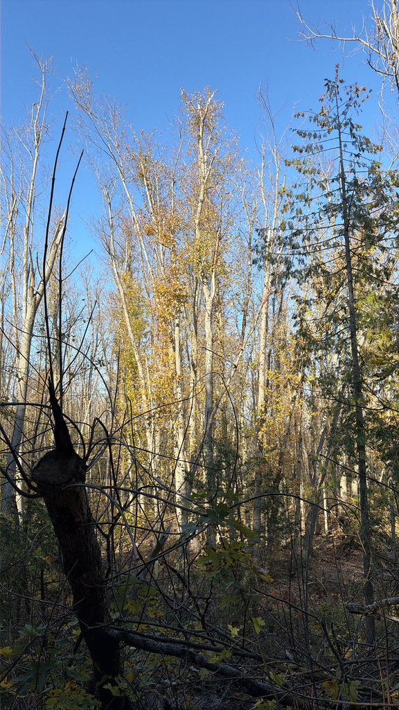A photograph from Oct 22, 2026, about 32 miles from Kawartha Lakes & Haliburton, where the observer’s point is approximate.