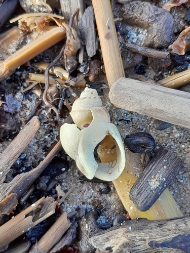 Tritia mutabilis observed 2026-10-22