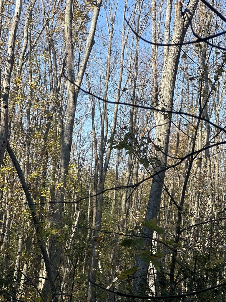 A photograph from Oct 22, 2026, about 32 miles from Kawartha Lakes & Haliburton, where the observer’s point is approximate.