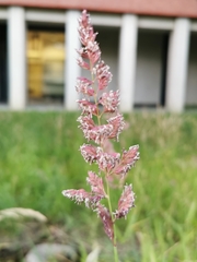 Phalaris arundinacea