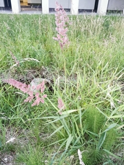 Phalaris arundinacea