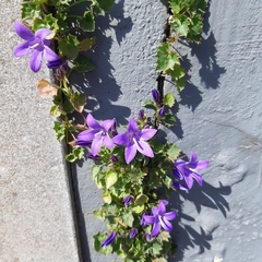 Campanula poscharskyana