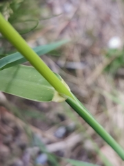 Phalaris arundinacea
