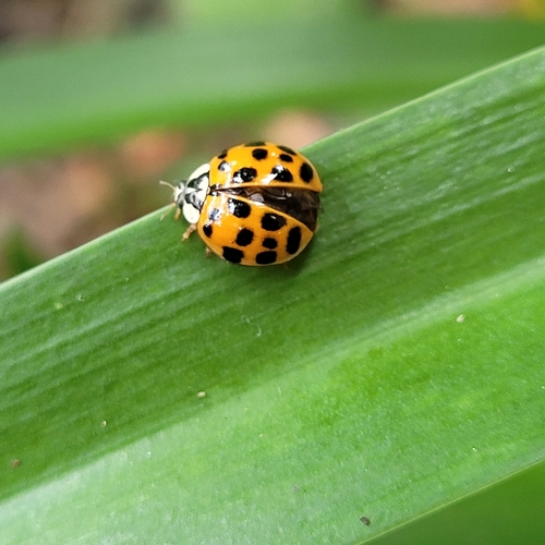 Asian Lady Beetle