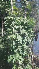 Vasconcellea pubescens