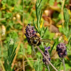 Xylocopa cantabrita