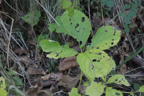 Chloranthus japonicus observed 2026-09-29