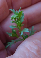 Lepidium oblongum