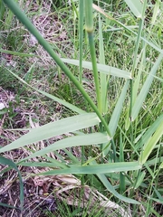 Phalaris arundinacea