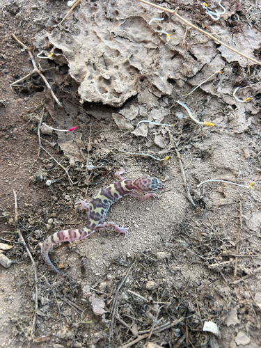 Coleonyx variegatus observed 2026-10-22
