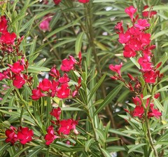 Nerium oleander