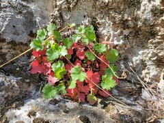 Heuchera rubescens