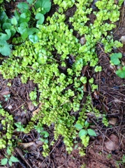 Lysimachia nummularia