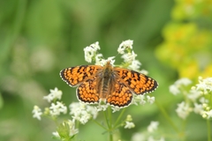 Melitaea phoebe