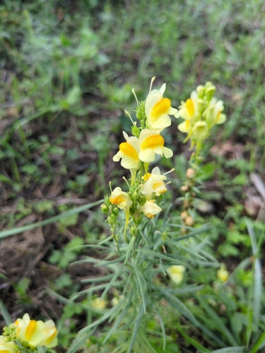 common toadflax