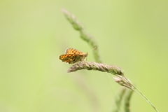 Melitaea phoebe