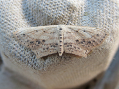 Scopula cacuminaria