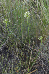 Allium flavescens