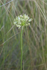 Allium flavescens