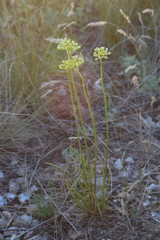 Allium flavescens