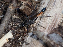 Ammophila sabulosa