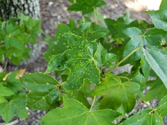 Diaspidiotus liquidambaris