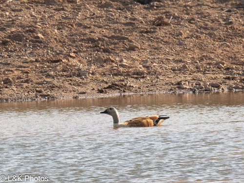 iNaturalist image