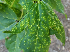 Diaspidiotus liquidambaris