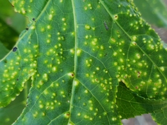 Diaspidiotus liquidambaris