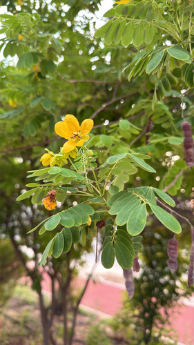 Senna surattensis observed 2026-10-22