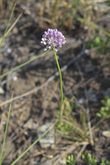 Allium lineare