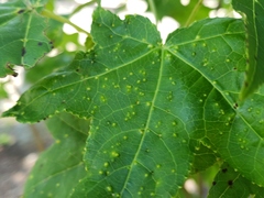 Diaspidiotus liquidambaris