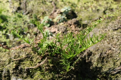 Ceratopteris thalictroides observed 2026-10-22