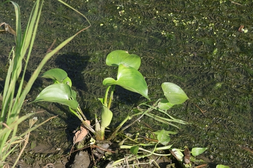 Pontederia vaginalis observed 2026-10-22