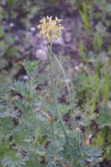 Allium obliquum